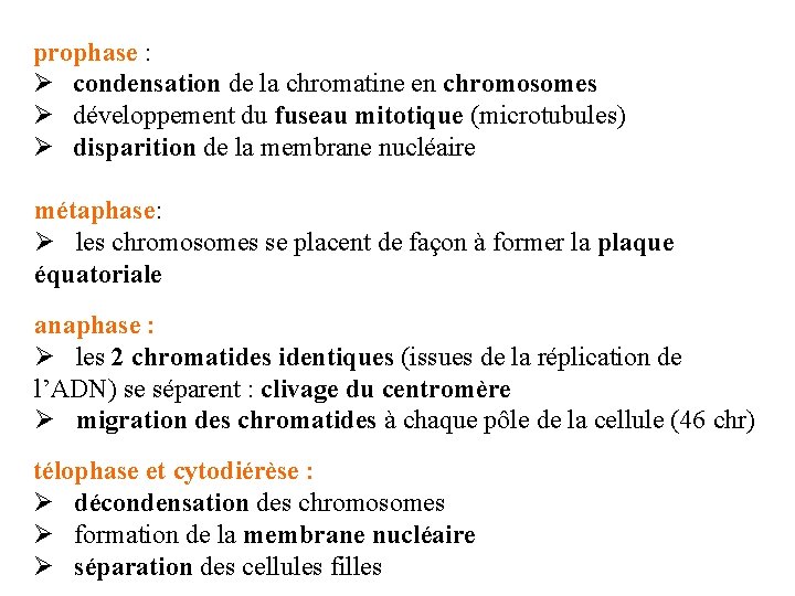 prophase : Ø condensation de la chromatine en chromosomes Ø développement du fuseau mitotique