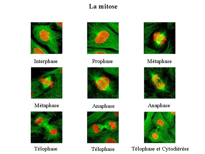 La mitose Interphase Prophase Métaphase Anaphase Télophase et Cytodiérèse 