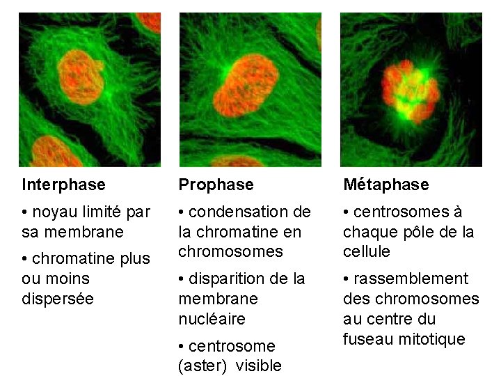 Interphase Prophase Métaphase • noyau limité par sa membrane • condensation de la chromatine