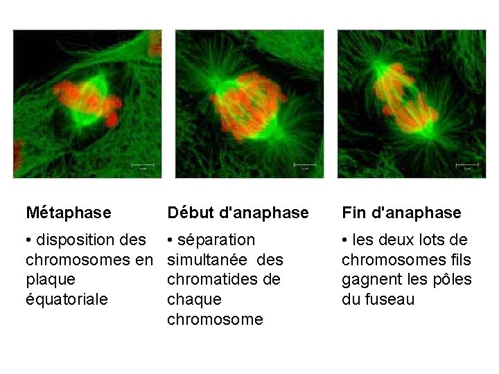 Métaphase Début d'anaphase Fin d'anaphase • disposition des chromosomes en plaque équatoriale • séparation