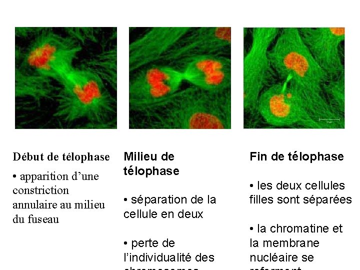 Début de télophase • apparition d’une constriction annulaire au milieu du fuseau Milieu de