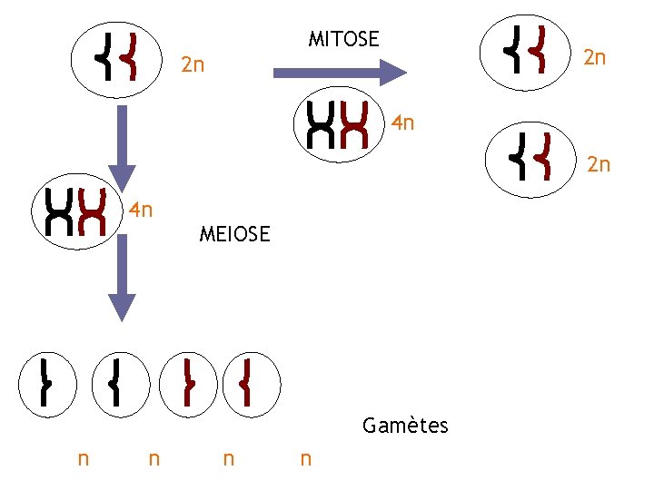 MITOSE 2 n 2 n 4 n MEIOSE Gamètes n n 