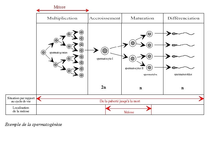 Mitose 2 n Exemple de la spermatogénèse n n 