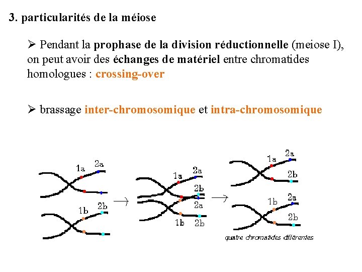 3. particularités de la méiose Ø Pendant la prophase de la division réductionnelle (meiose