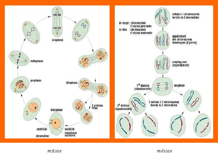 mitose méiose 