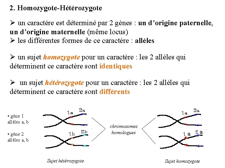 2. Homozygote-Hétérozygote Ø un caractère est déterminé par 2 gènes : un d’origine paternelle,