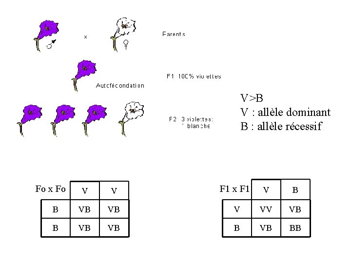 V>B V : allèle dominant B : allèle récessif Fo x Fo V V