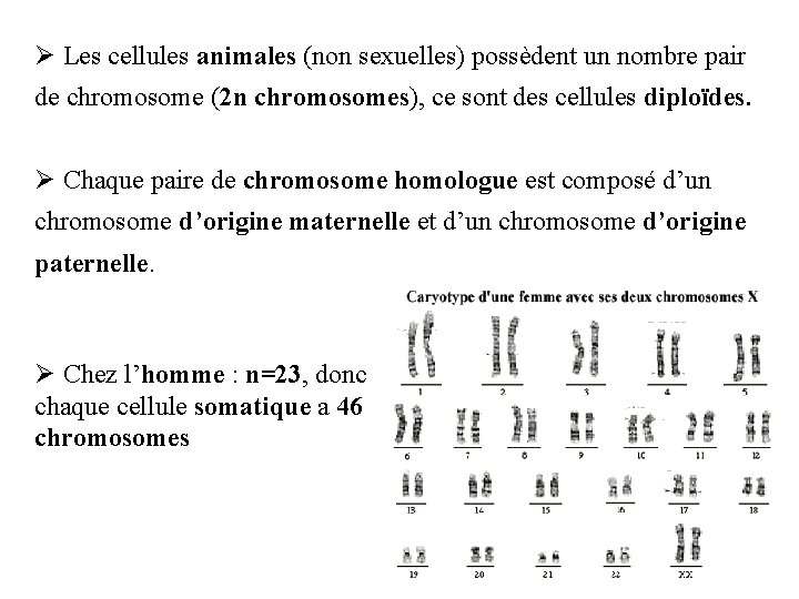 Ø Les cellules animales (non sexuelles) possèdent un nombre pair de chromosome (2 n
