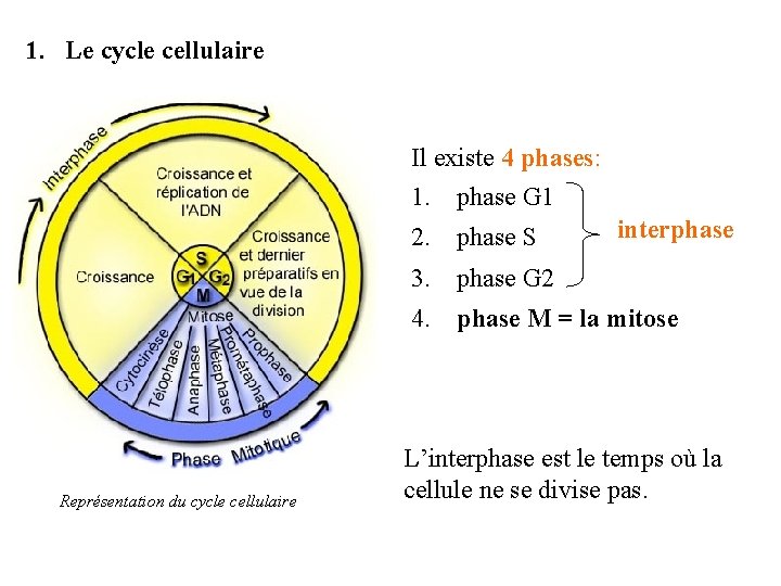 1. Le cycle cellulaire Il existe 4 phases: 1. phase G 1 2. phase