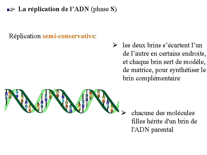 La réplication de l’ADN (phase S) Réplication semi-conservative: Ø les deux brins s’écartent l’un