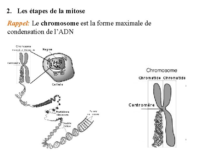 2. Les étapes de la mitose Rappel: Le chromosome est la forme maximale de