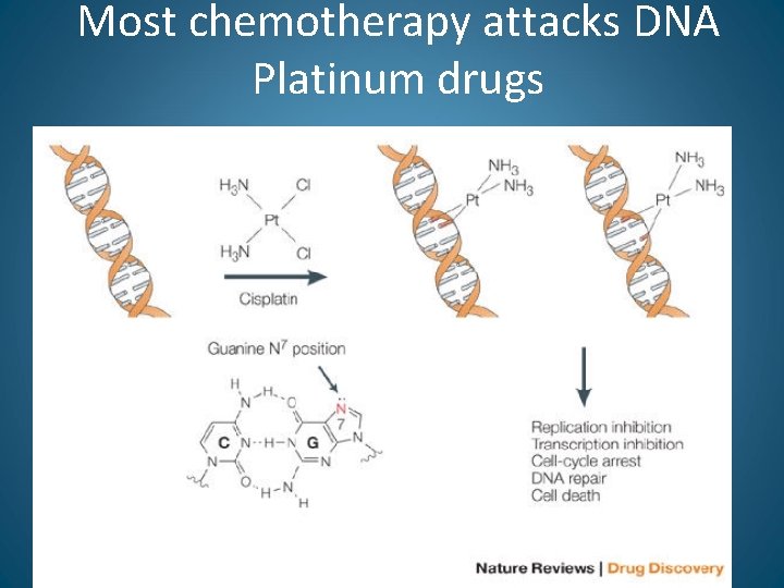 Most chemotherapy attacks DNA Platinum drugs 