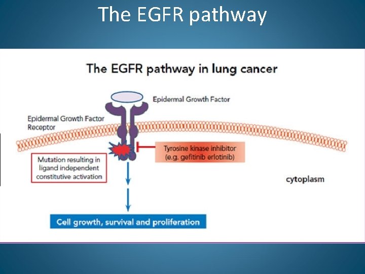 The EGFR pathway 