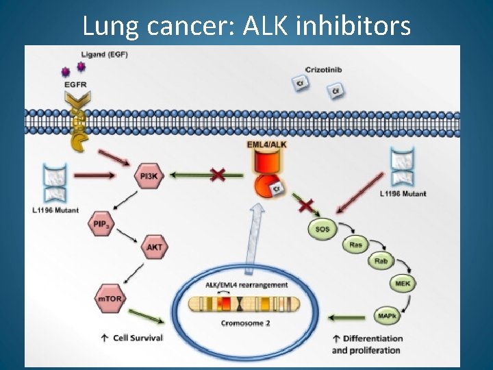 Lung cancer: ALK inhibitors 