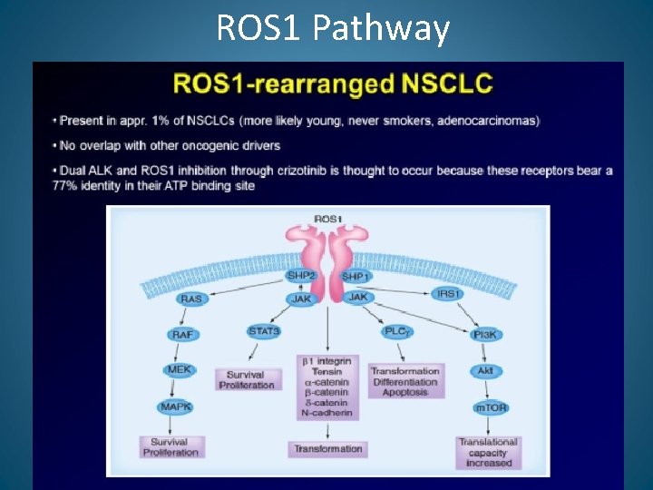 ROS 1 Pathway 