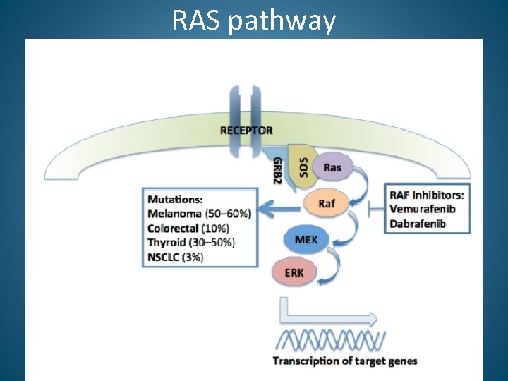 RAS pathway 