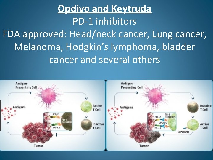 Opdivo and Keytruda PD-1 inhibitors FDA approved: Head/neck cancer, Lung cancer, Melanoma, Hodgkin’s lymphoma,