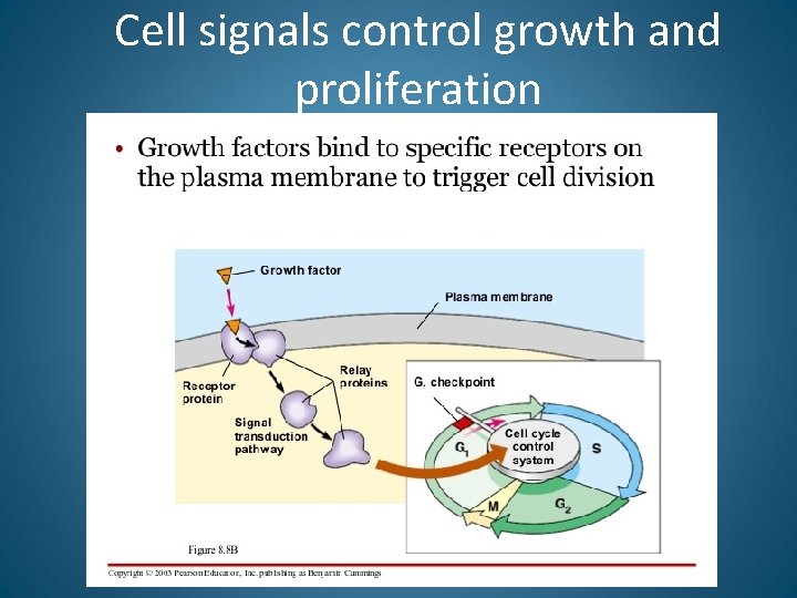 Cell signals control growth and proliferation 