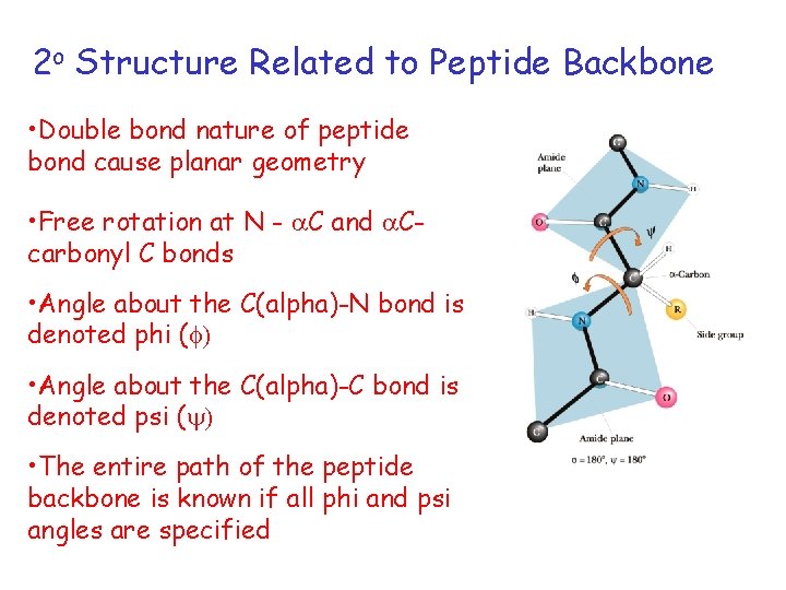 2 o Structure Related to Peptide Backbone • Double bond nature of peptide bond