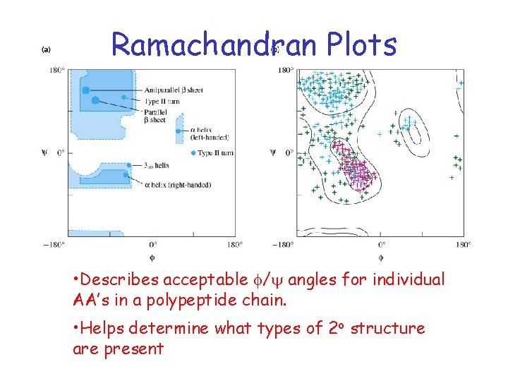 Ramachandran Plots • Describes acceptable f/y angles for individual AA’s in a polypeptide chain.