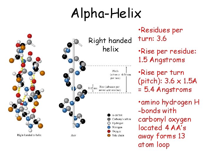 Alpha-Helix • Residues per Right handed turn: 3. 6 helix • Rise per residue: