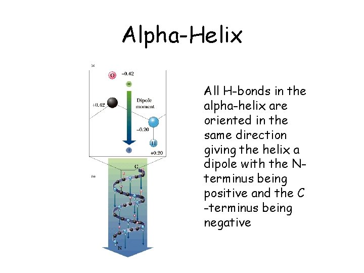 Alpha-Helix All H-bonds in the alpha-helix are oriented in the same direction giving the