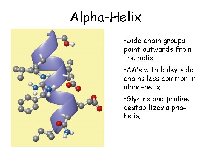 Alpha-Helix • Side chain groups point outwards from the helix • AA’s with bulky