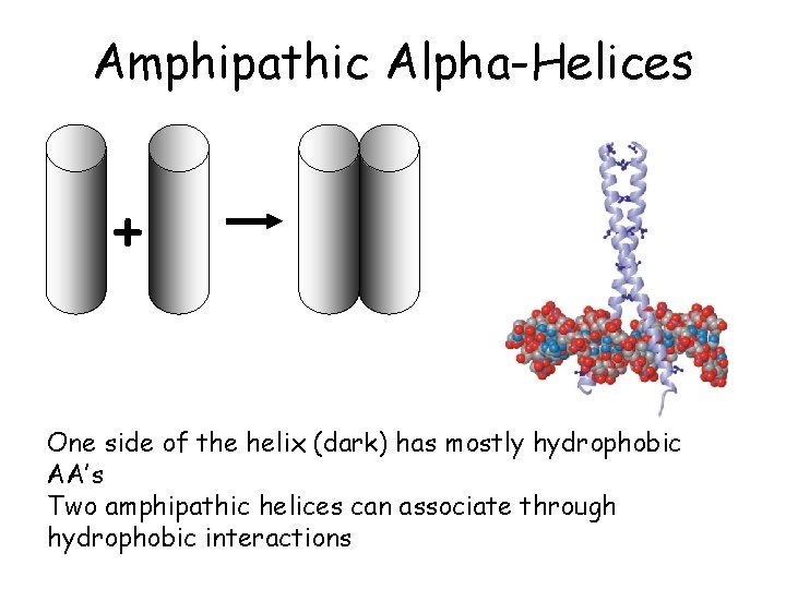 Amphipathic Alpha-Helices + One side of the helix (dark) has mostly hydrophobic AA’s Two