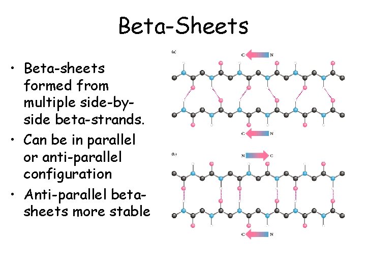 Beta-Sheets • Beta-sheets formed from multiple side-byside beta-strands. • Can be in parallel or