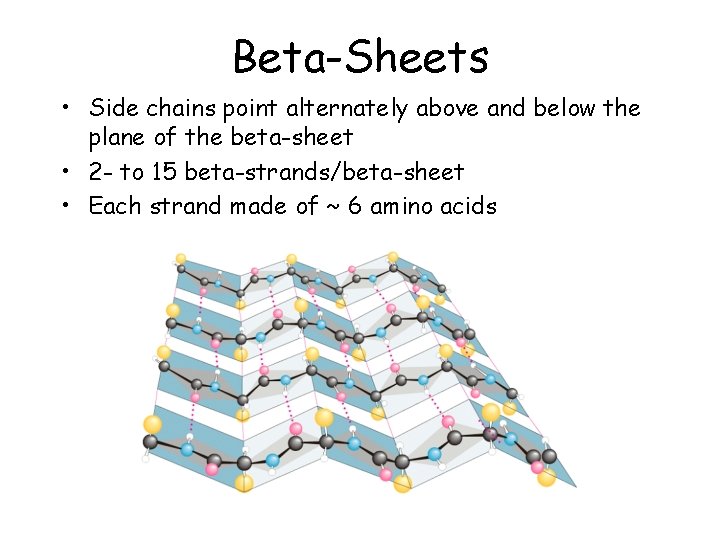 Beta-Sheets • Side chains point alternately above and below the plane of the beta-sheet
