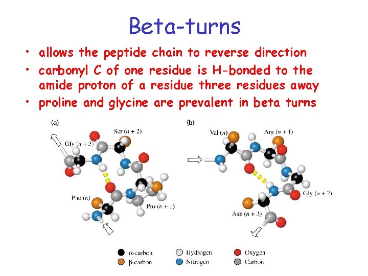 Beta-turns • allows the peptide chain to reverse direction • carbonyl C of one