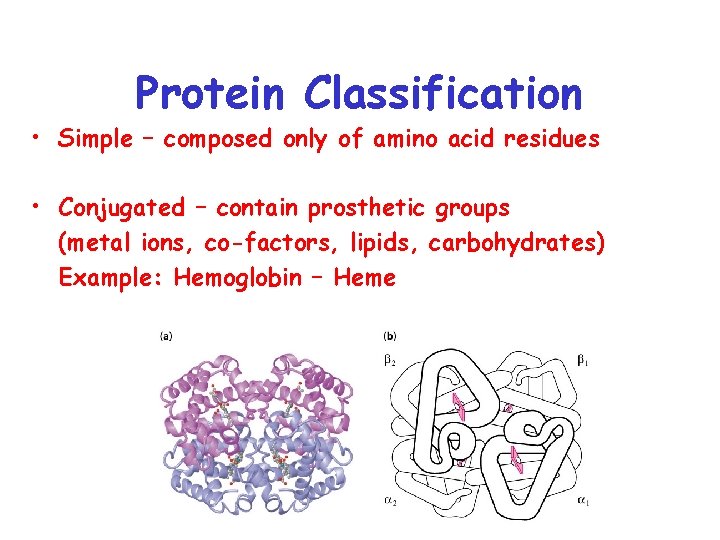 Protein Classification • Simple – composed only of amino acid residues • Conjugated –