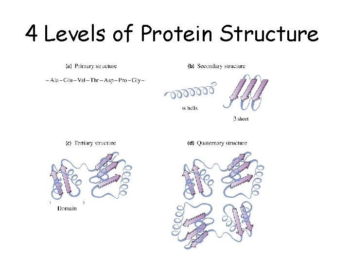 4 Levels of Protein Structure 