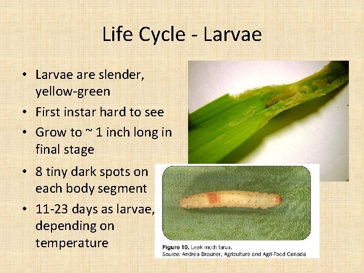 Life Cycle - Larvae • Larvae are slender, yellow-green • First instar hard to