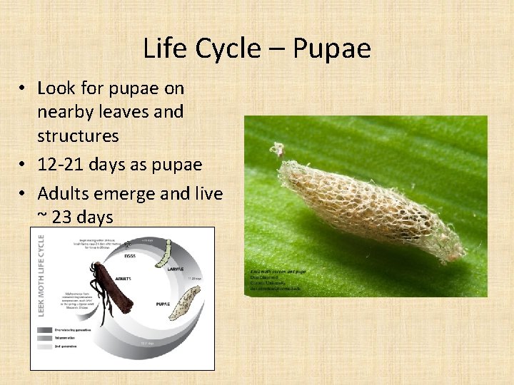 Life Cycle – Pupae • Look for pupae on nearby leaves and structures •