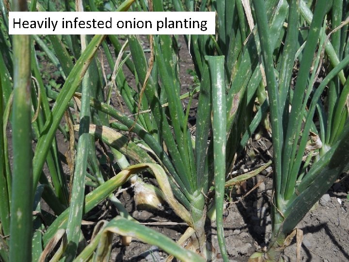 Heavily infested onion planting 