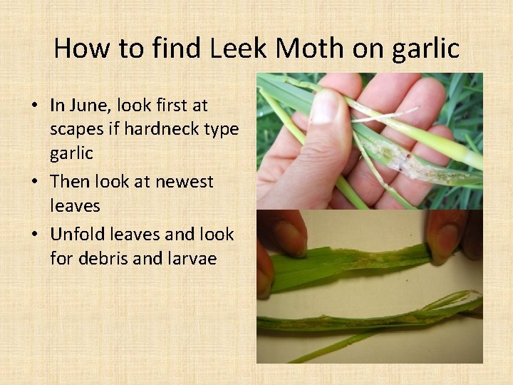 How to find Leek Moth on garlic • In June, look first at scapes