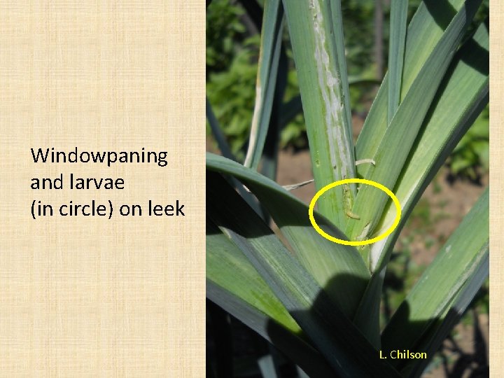 Windowpaning and larvae (in circle) on leek L. Chilson 