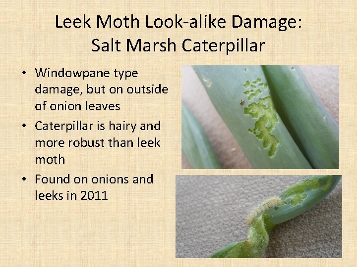 Leek Moth Look-alike Damage: Salt Marsh Caterpillar • Windowpane type damage, but on outside