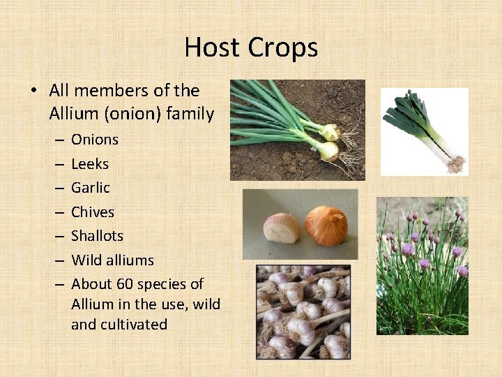 Host Crops • All members of the Allium (onion) family – – – –