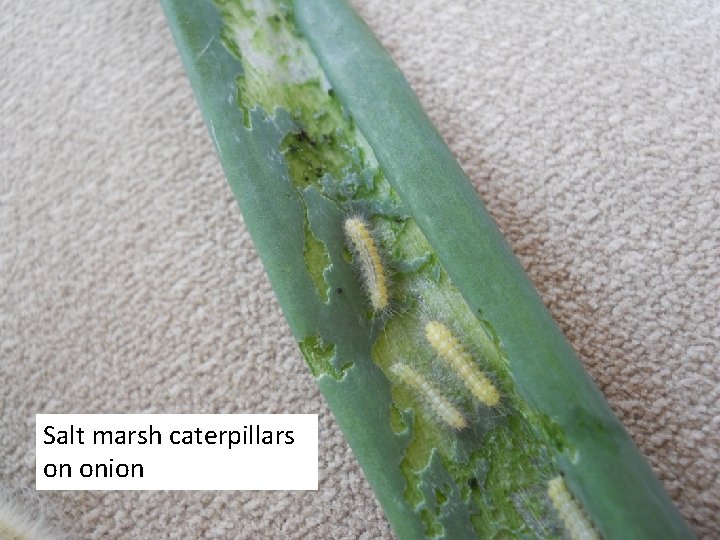 Salt marsh caterpillars on onion 