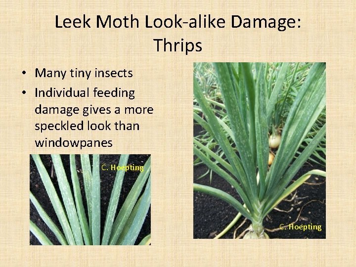 Leek Moth Look-alike Damage: Thrips • Many tiny insects • Individual feeding damage gives