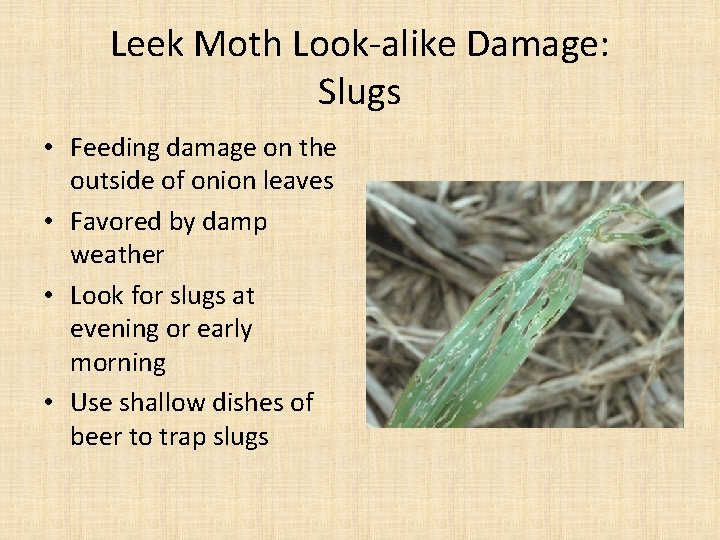 Leek Moth Look-alike Damage: Slugs • Feeding damage on the outside of onion leaves