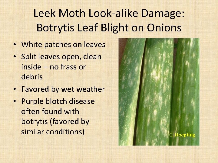 Leek Moth Look-alike Damage: Botrytis Leaf Blight on Onions • White patches on leaves
