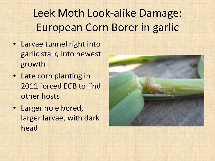 Leek Moth Look-alike Damage: European Corn Borer in garlic • Larvae tunnel right into