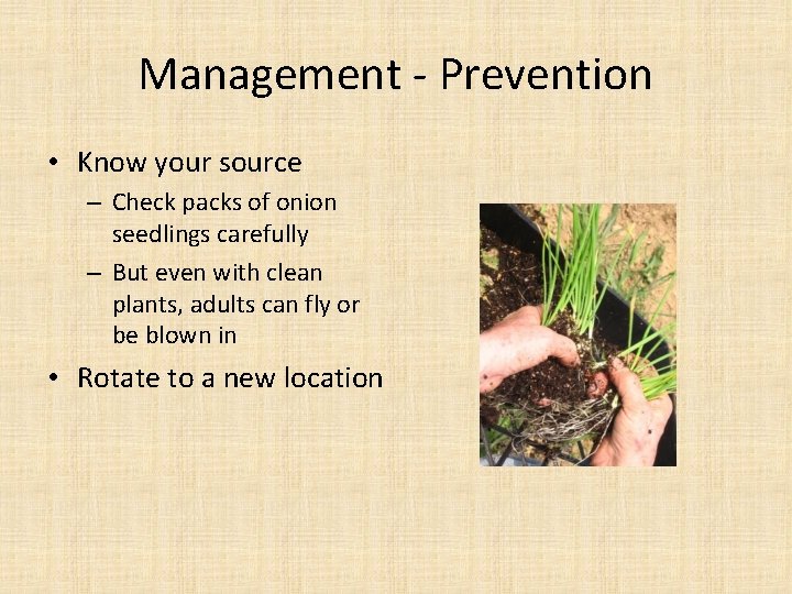 Management - Prevention • Know your source – Check packs of onion seedlings carefully