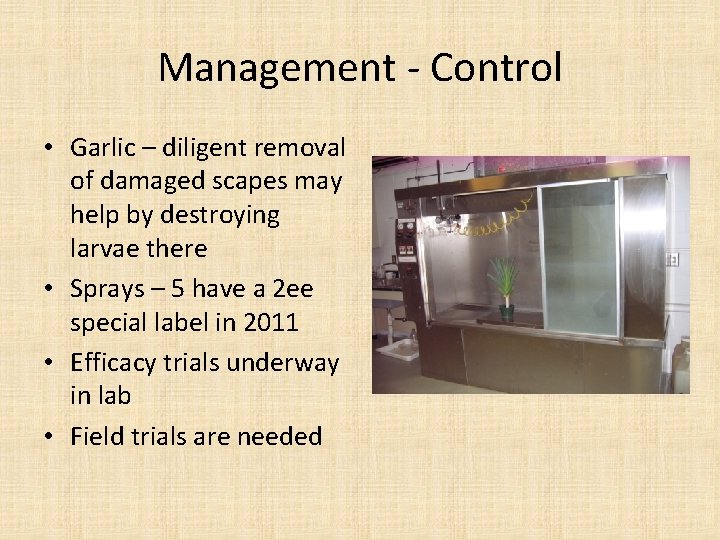 Management - Control • Garlic – diligent removal of damaged scapes may help by