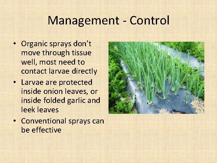 Management - Control • Organic sprays don’t move through tissue well, most need to