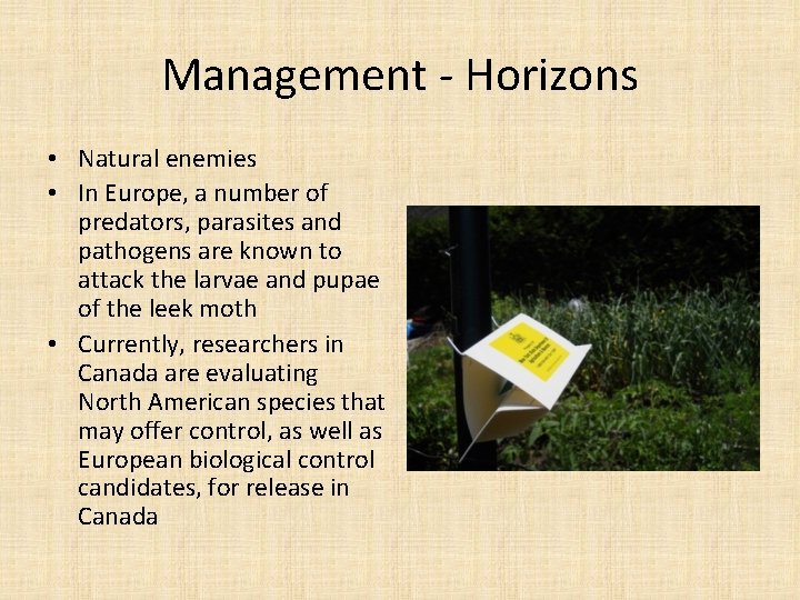 Management - Horizons • Natural enemies • In Europe, a number of predators, parasites