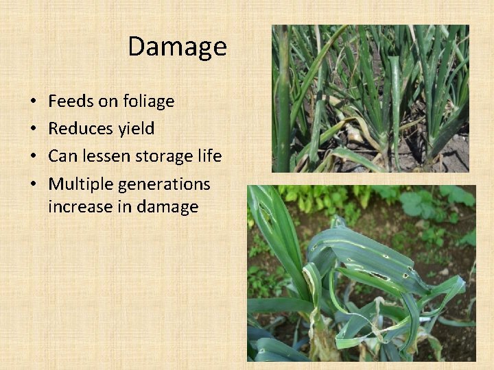 Damage • • Feeds on foliage Reduces yield Can lessen storage life Multiple generations